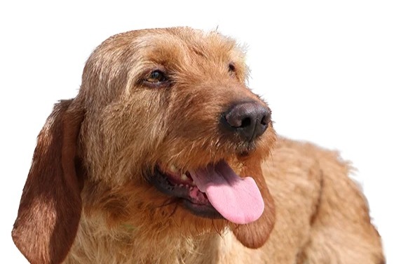 Vermisstmeldung Hund rassenmischung Männliche , 2025 jahre Barcugnan Frankreich