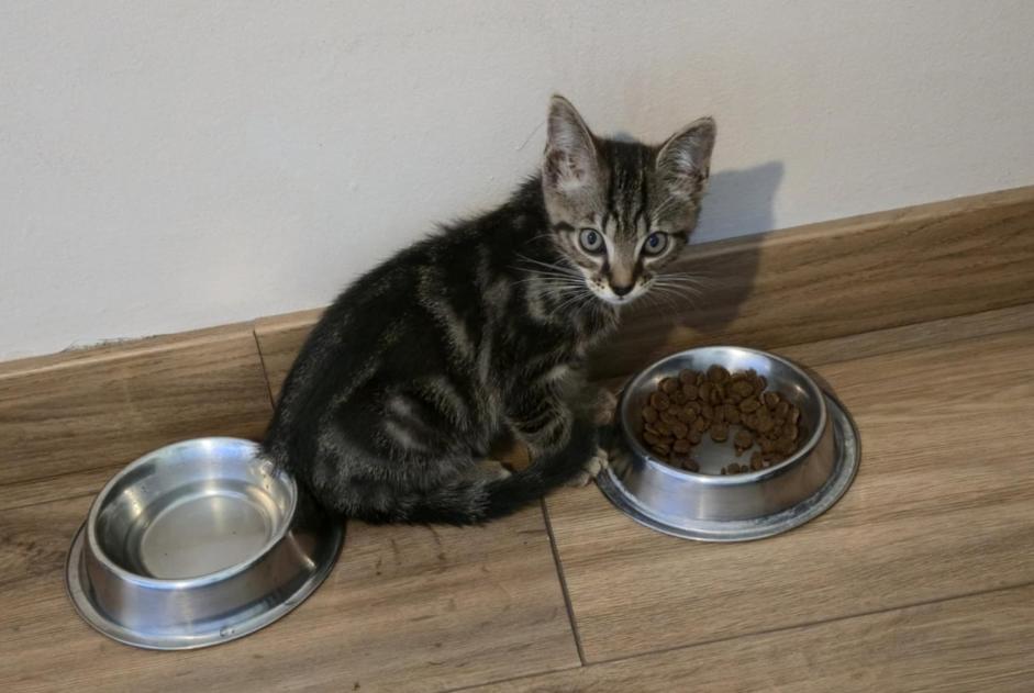 Fundmeldung Katze rassenmischung Männliche , Zwischen 1 und 3 Monaten Montréal Frankreich