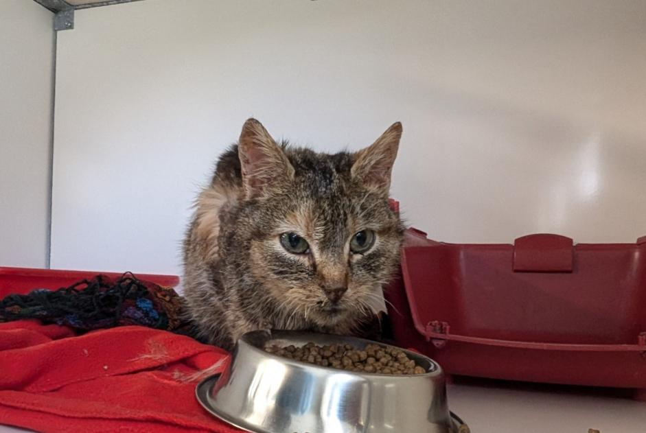Fundmeldung Katze  Weiblich Argentré-du-Plessis Frankreich