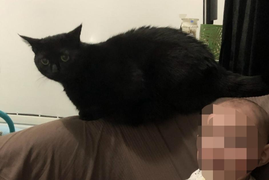 Vermisstmeldung Katze rassenmischung Männliche , 9 jahre Durban-Corbières Frankreich