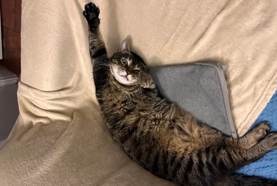 Vermisstmeldung Katze Männliche , 4 jahre Carcassonne Frankreich