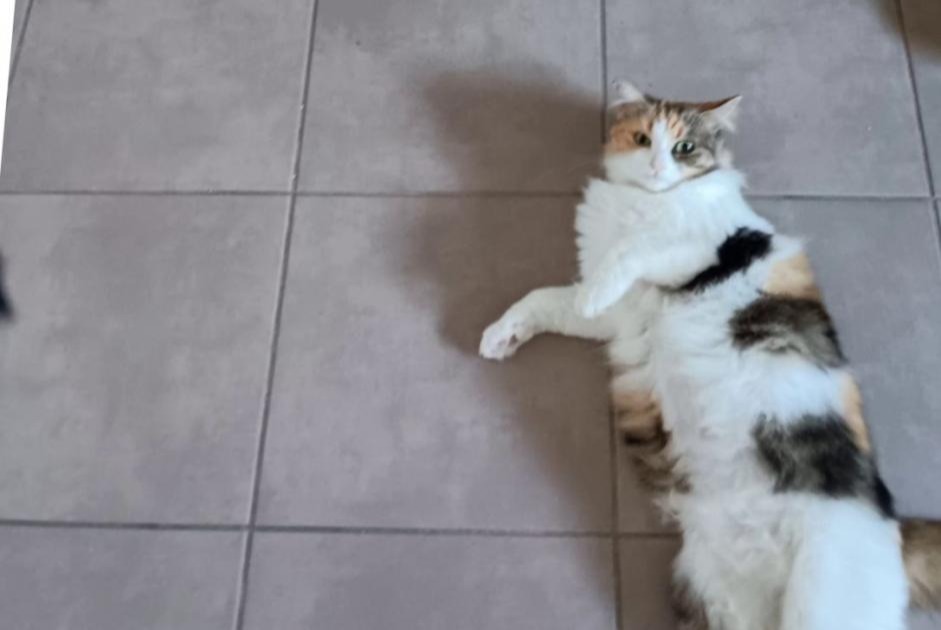 Vermisstmeldung Katze rassenmischung Weiblich , 3 jahre Narbonne Frankreich