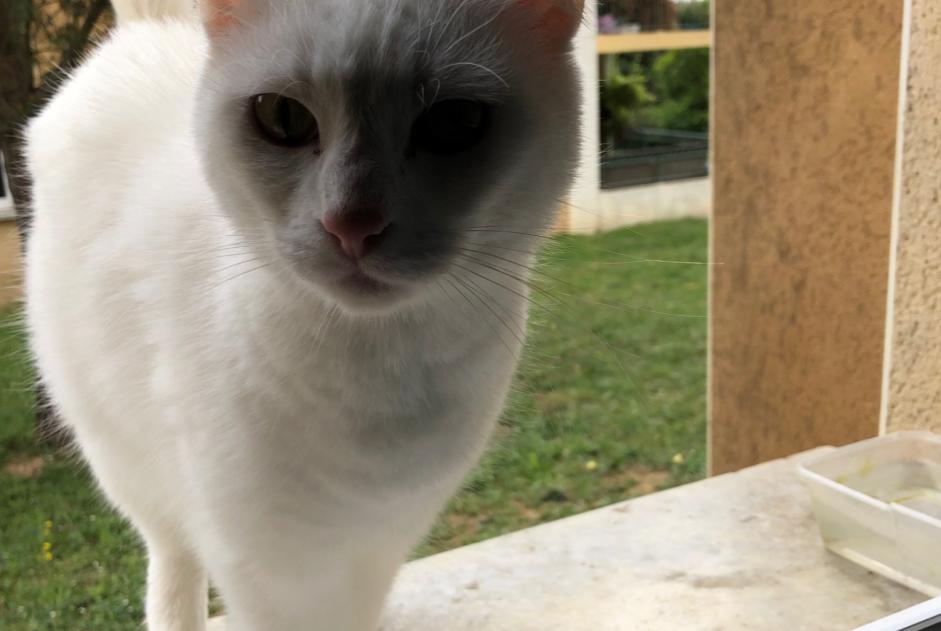 Discovery alert Cat  Female Carcassonne France