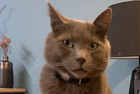 Disappearance alert Cat miscegenation Male , 6 years Raissac-d'Aude France