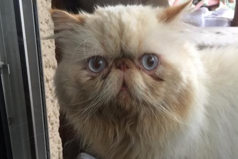 Disappearance alert Cat Male , 8 years Carcassonne France Disappearance alert Cat Male , 8 years Carcassonne France