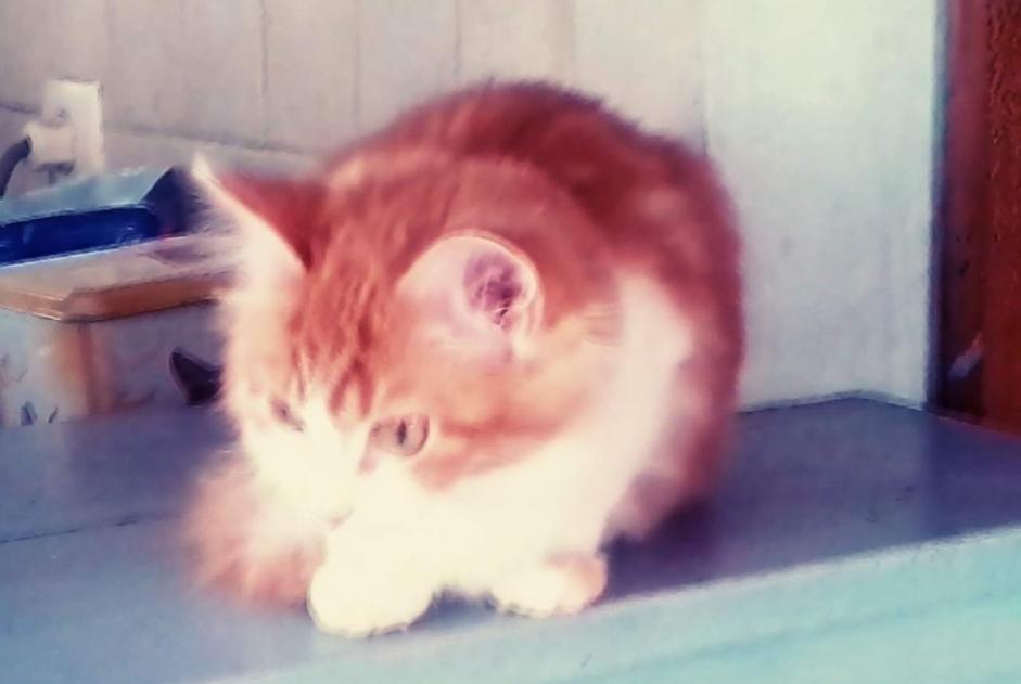 Disappearance alert Cat miscegenation Female , 5 years Albas France Disappearance alert Cat miscegenation Female , 5 years Albas France