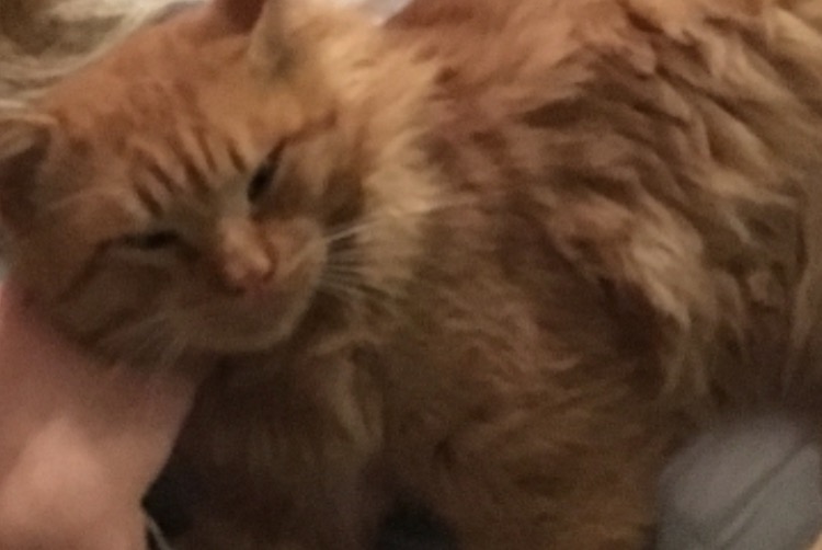 Disappearance alert Cat Male , 5 years Alairac France Disappearance alert Cat Male , 5 years Alairac France