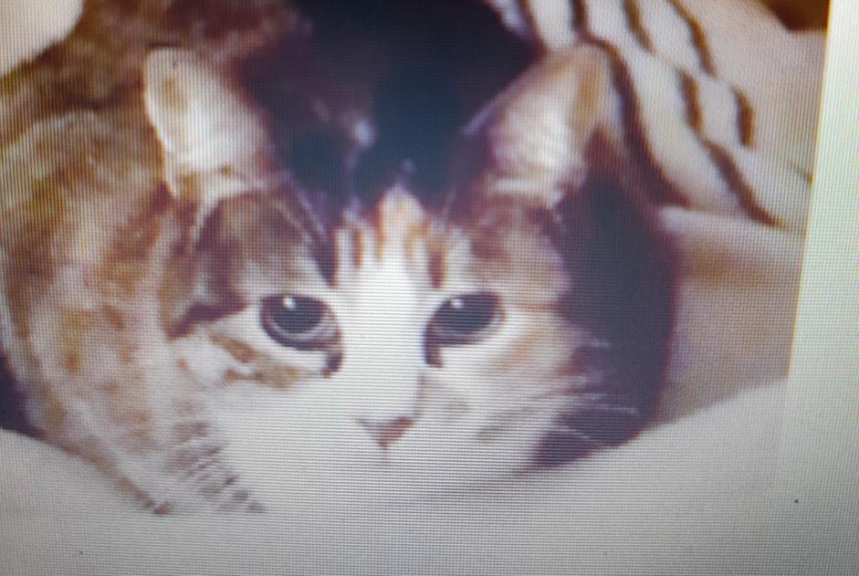 Disappearance alert Cat Female , 5 years Marseille France