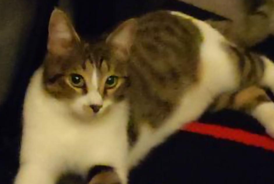 Disappearance alert Cat Female , 1 years Gardanne France