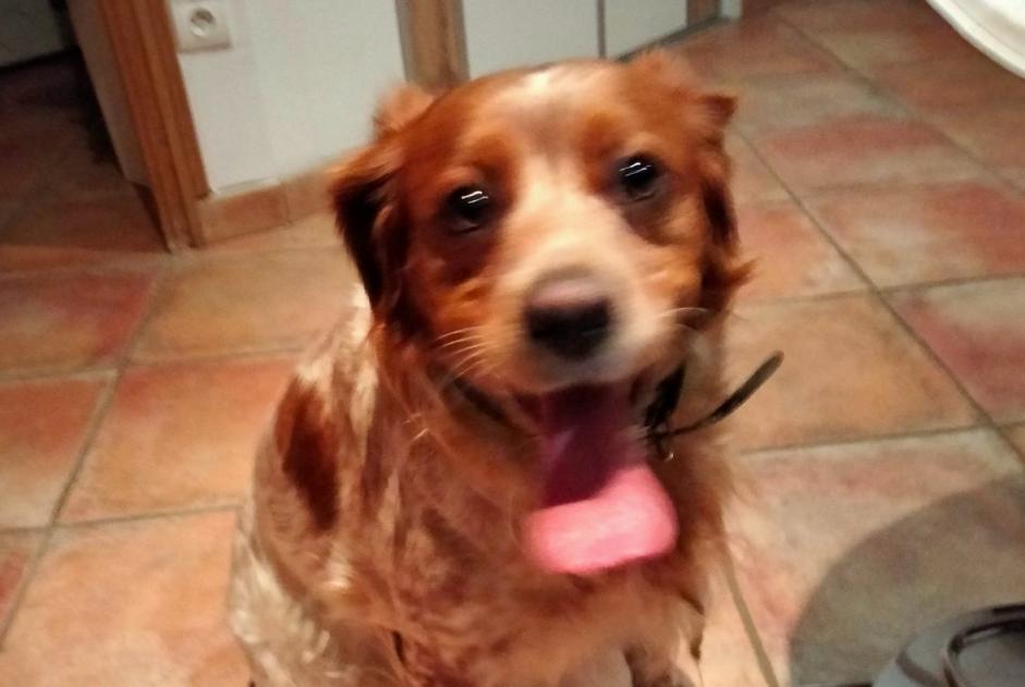Discovery alert Dog  Female Badens France