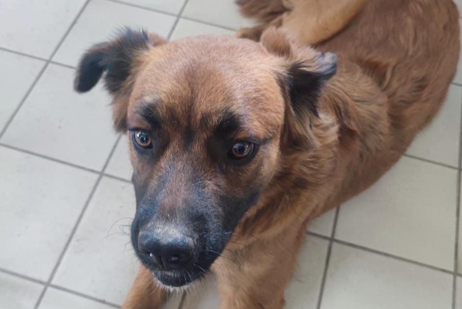 Discovery alert Dog miscegenation Female Rieux-Minervois France