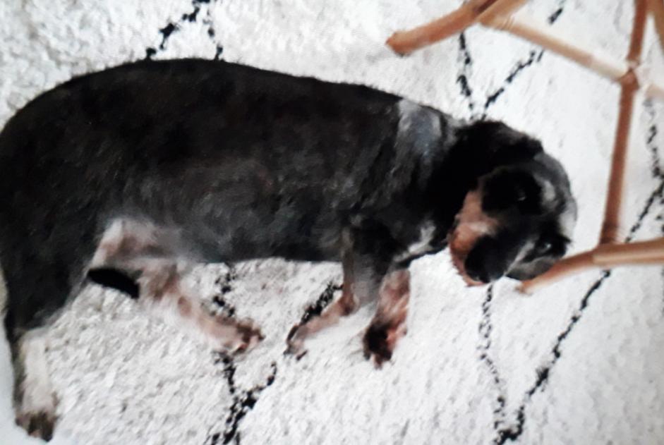 Disappearance alert Dog  Female , 9 years Villeneuve-Minervois France