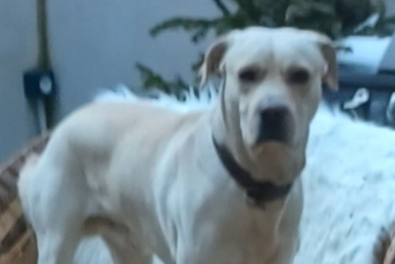 Disappearance alert Dog  Male , 3 years Espezel France