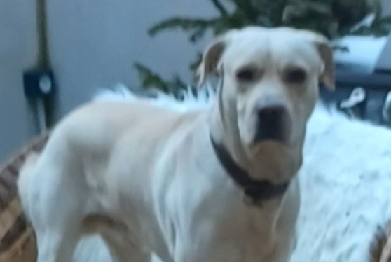 Disappearance alert Dog  Male , 3 years Espezel France