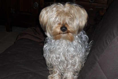 Disappearance alert Dog  Male , 16 years Aix-en-Provence France
