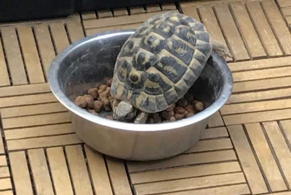 Disappearance alert Tortoise Male , 2023 years Saint-Chamas France