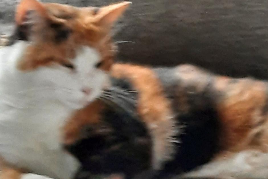 Alerta de Desaparición Gato Hembra , 4 años Lavalette Francia