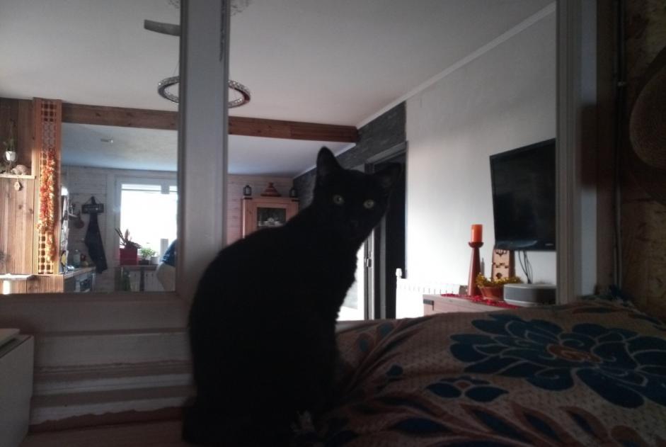 Alerta de Desaparición Gato Macho , 2 años Brousses-et-Villaret Francia Alerta de Desaparición Gato Macho , 2 años Brousses-et-Villaret Francia