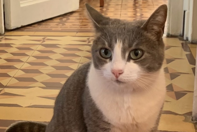 Alerta de Desaparición Gato Hembra , 7 años Argeliers Francia Alerta de Desaparición Gato Hembra , 7 años Argeliers Francia