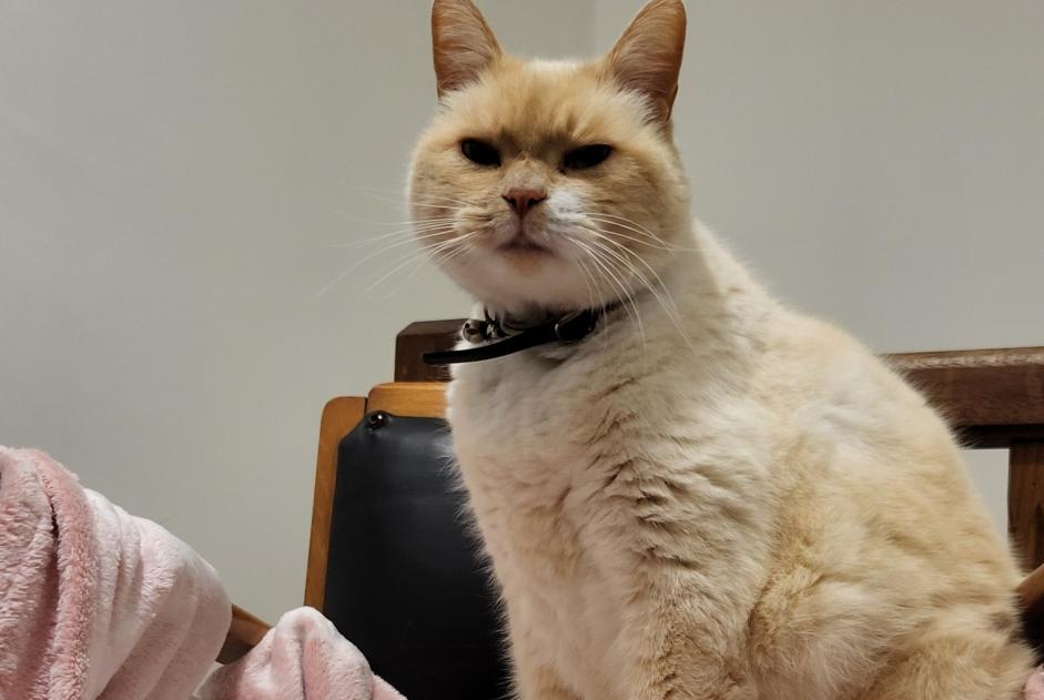 Alerta de Desaparición Gato Macho , 7 años Miélan Francia