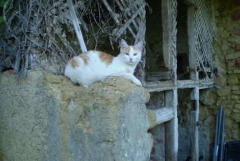 Alerta de Desaparición Gato Macho , 7 años Marciac Francia