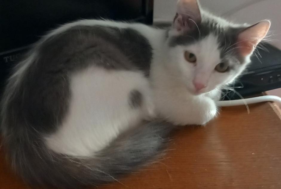 Alerte Disparition Chat Mâle , 0 ans Argens-Minervois France