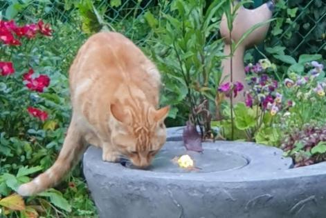Alerte Disparition Chat  Mâle , 8 ans Narbonne France