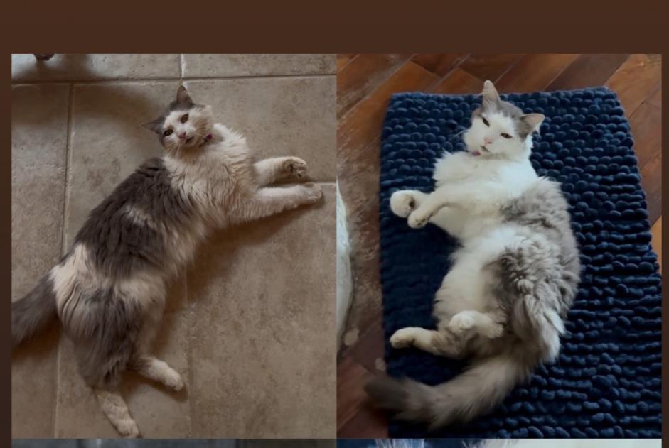 Alerte Disparition Chat croisement Mâle , 9 ans Saint-Laurent-de-la-Cabrerisse France