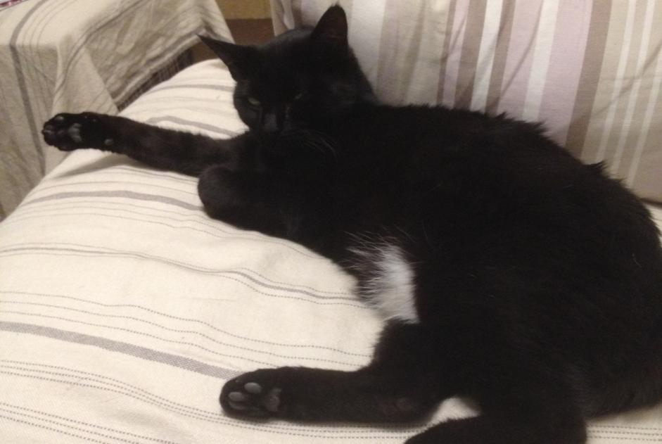 Alerte Disparition Chat croisement Mâle , 5 ans Carcassonne France Alerte Disparition Chat croisement Mâle , 5 ans Carcassonne France