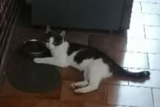 Alerte Disparition Chat Mâle , 1 ans Montréal France Alerte Disparition Chat Mâle , 1 ans Montréal France