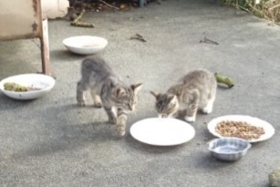 Alerte Découverte Chat Inconnu Montréal France