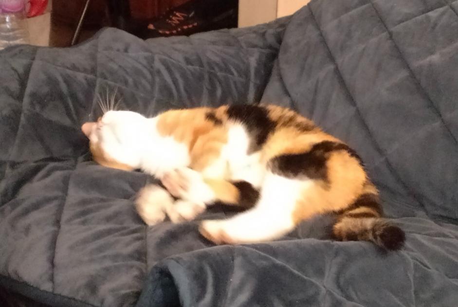 Alerte Découverte Chat  Femelle Preixan France