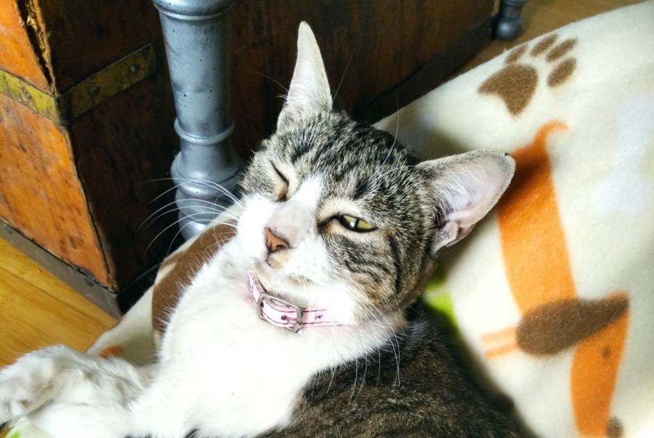 Alerte Découverte Chat  Femelle Rieux-Minervois France