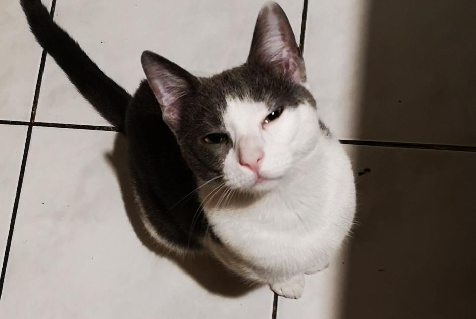 Alerte Découverte Chat croisement Mâle Ferrals-les-Corbières France Alerte Découverte Chat croisement Mâle Ferrals-les-Corbières France