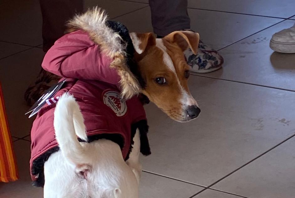 Alerte Disparition Chien  Femelle , 2 ans Limoux France