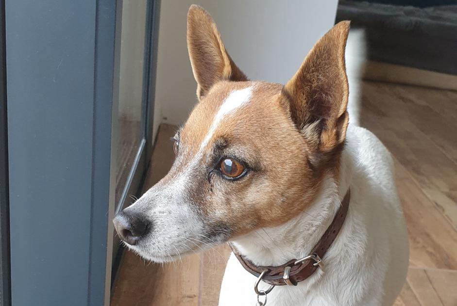 Alerte Découverte Chien croisement Femelle Caunes-Minervois France