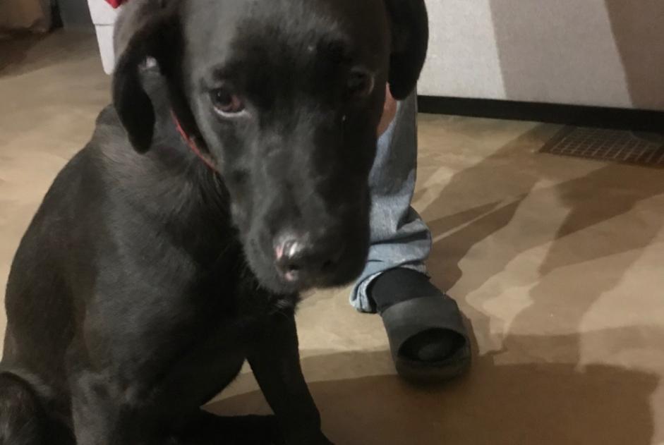 Alerte Découverte Chien Mâle Saint-Couat-d'Aude France