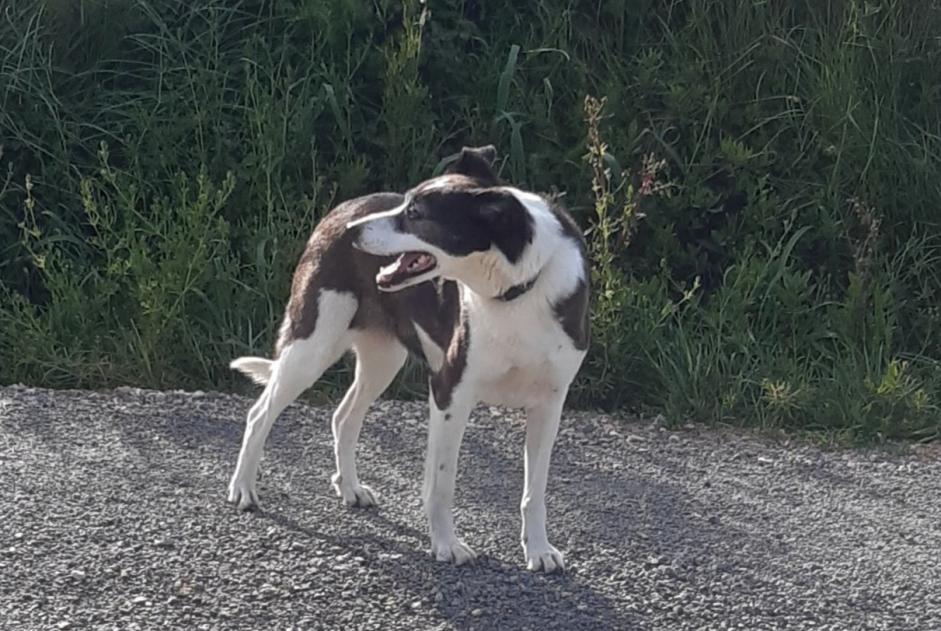 Alerte Découverte Chien croisement Femelle Saint-André-de-Roquelongue France
