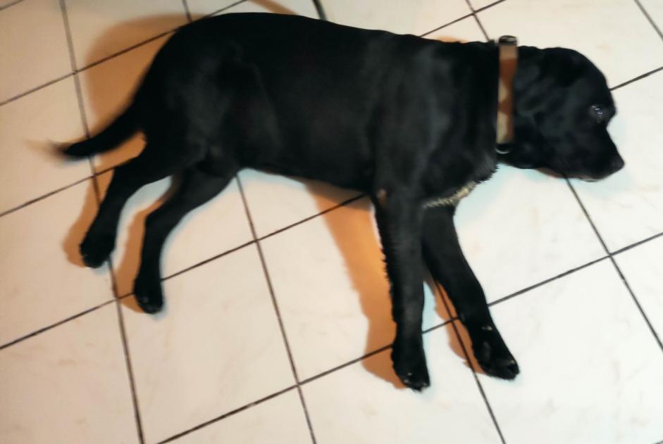 Alerte Découverte Chien Mâle Rieux-Minervois France Alerte Découverte Chien Mâle Rieux-Minervois France