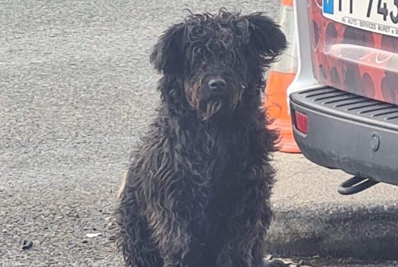 Alerte Découverte Chien croisement Mâle Trèbes France Alerte Découverte Chien croisement Mâle Trèbes France