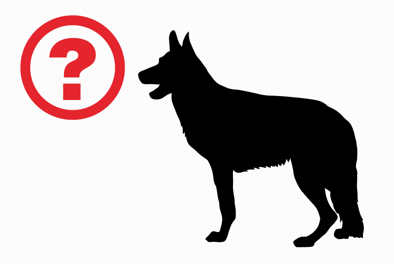 Discovery alert Dog  Male Gardanne France