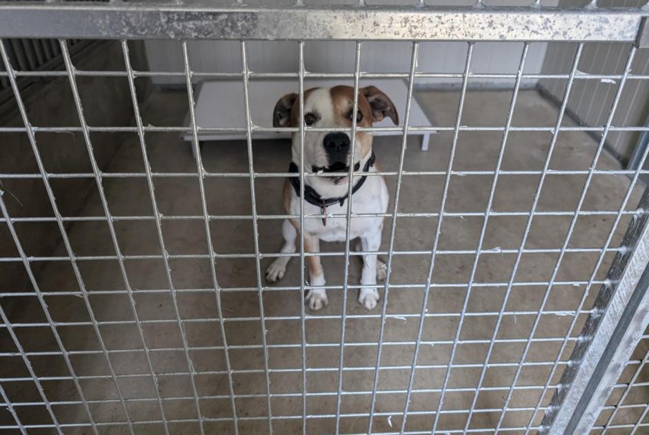Avviso Ritrovamento Cane incrocio di razze Maschio Vitré Francia