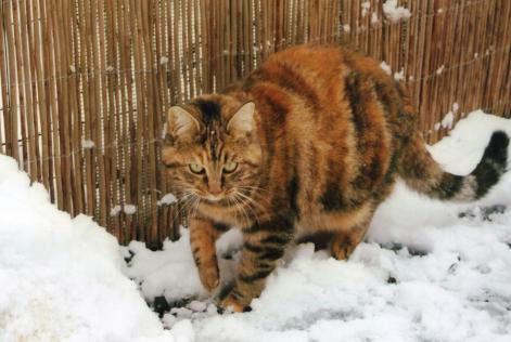 Avviso scomparsa Gatto Femmina , 15 anni Rouvenac Francia