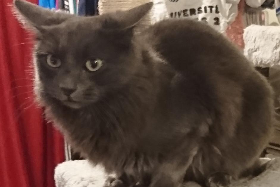 Avviso scomparsa Gatto  Femmina , 4 anni Montgermont Francia