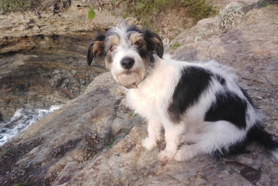 Verdwijningsalarm Hond rassenvermenging Vrouwtje , 4 jaar Paraza Frankrijk
