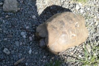 Verdwijningsalarm Schildpad Mannetje , 2021 jaar Fontiers-Cabardès Frankrijk Verdwijningsalarm Schildpad Mannetje , 2021 jaar Fontiers-Cabardès Frankrijk